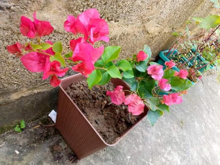 Ask Homestay Ella Εξωτερικό φωτογραφία
